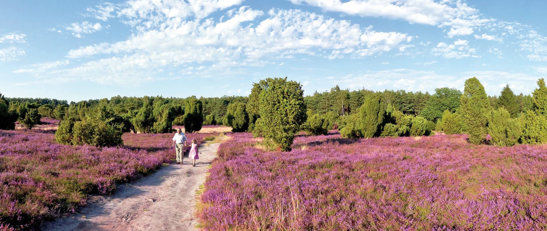 Zwei Personen spazieren auf einem Weg durch eine lila blühende Heidelandschaft unter blauem Himmel.
