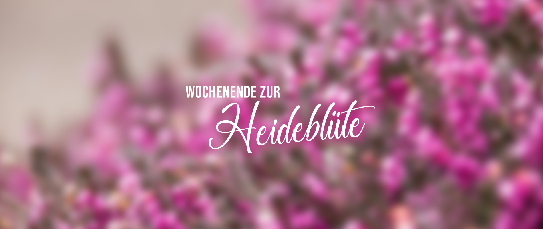 Schwarzes Schaf in blühender Heidelandschaft mit Schriftzug 'Wochenende zur Heideblüte'.