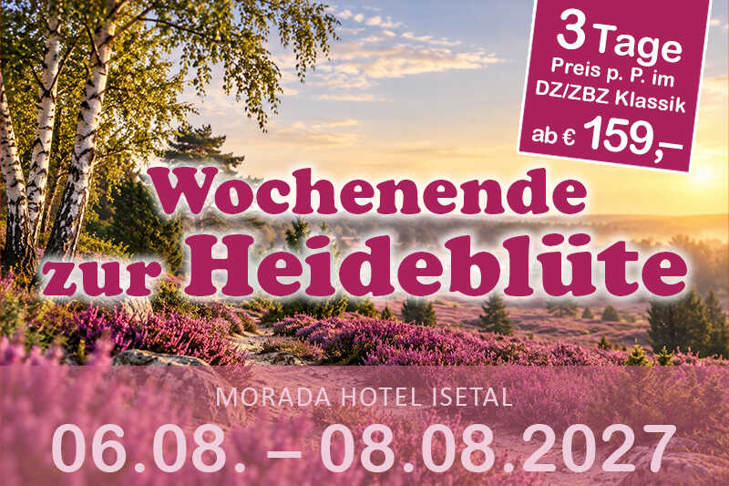 Eine blühende Heidelandschaft mit violetter Heide, Birken und warmem Sonnenlicht vermittelt eine ruhige, sommerliche Naturstimmung.
