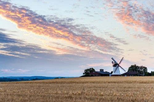 Landschaft mit einer Windmühle und einem weiten Getreidefeld im Vordergrund bei Sonnenuntergang